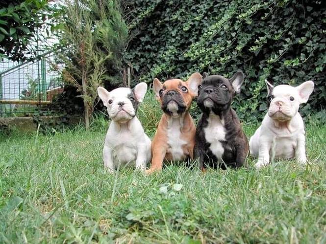Lilac & Tan francuski buldog