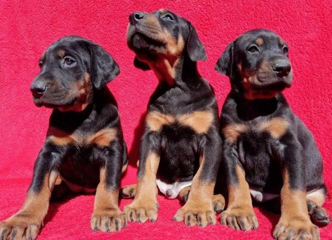 Doberman i rotvajler štenci na prodaju