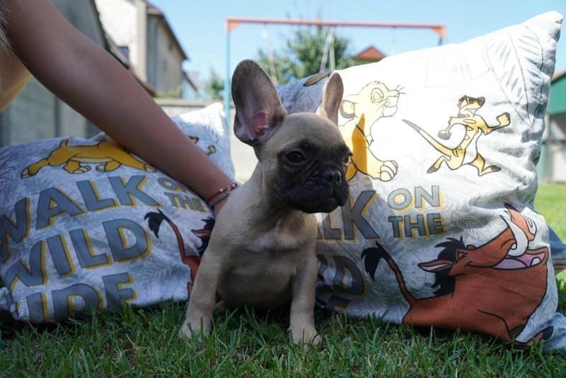 Francuski-buldog-štenci-