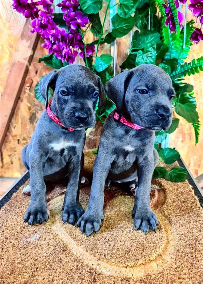 Cane-Corso