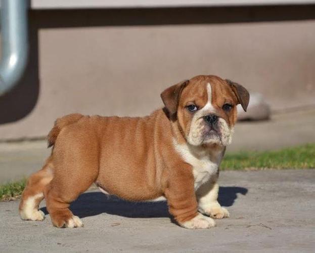 Engleski Buldog