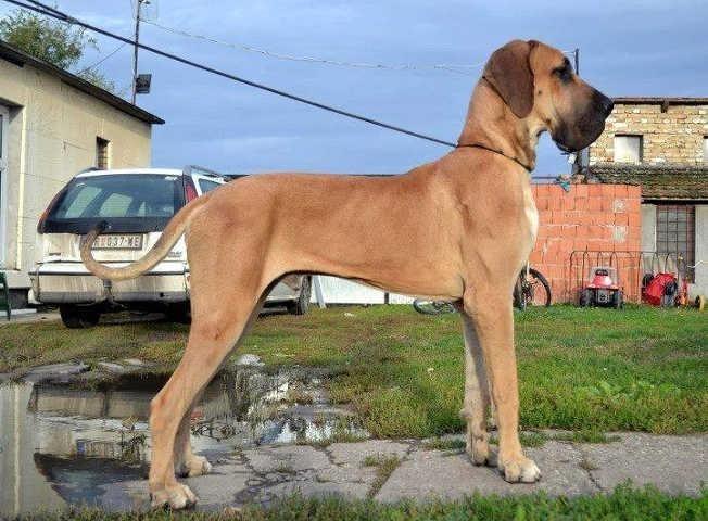 NEMACKE DOGE - tri vrhunska psa