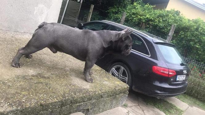Plavi francuski buldog