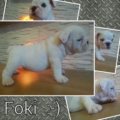ENGLESKI BULDOG stene muzjak