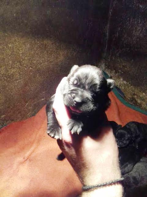 Cane-Corso--štenci-šampionskog-porekla