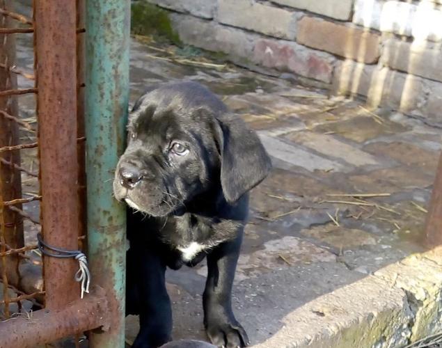 Cane corso štenci