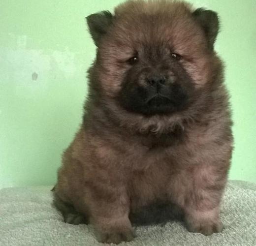 Cau Cau (Chow Chow), stenad