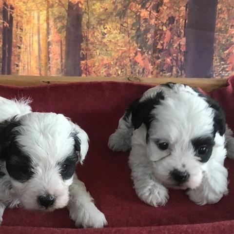 cute maltipoo puppies