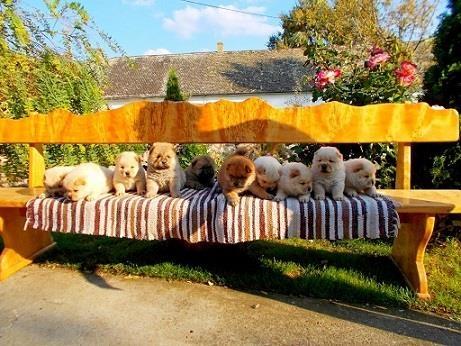 Chow chow cau cau stenad