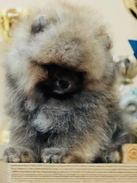 Pomeranski-špic-Pomeranac-Boo-štenci-
