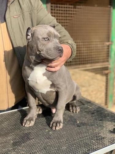 American bully XL 