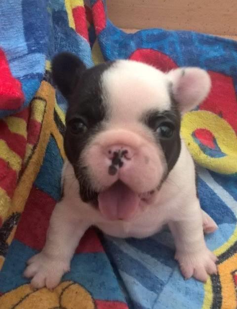 Francuski-Buldog--OD-KUĆE-DON-