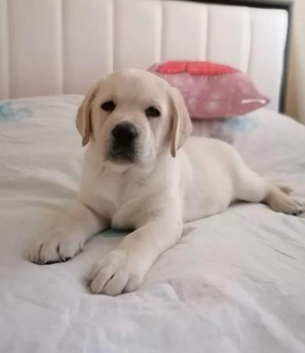 Labrador i Zlatni Retriver stenci