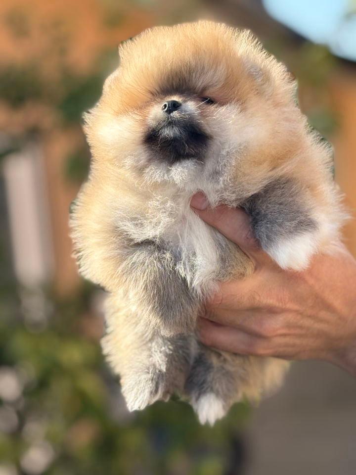 Pomeranac-stenci