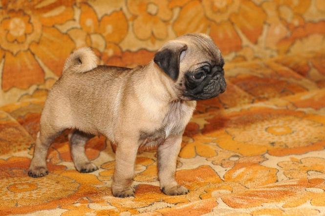 Mops prvobirano musko stene