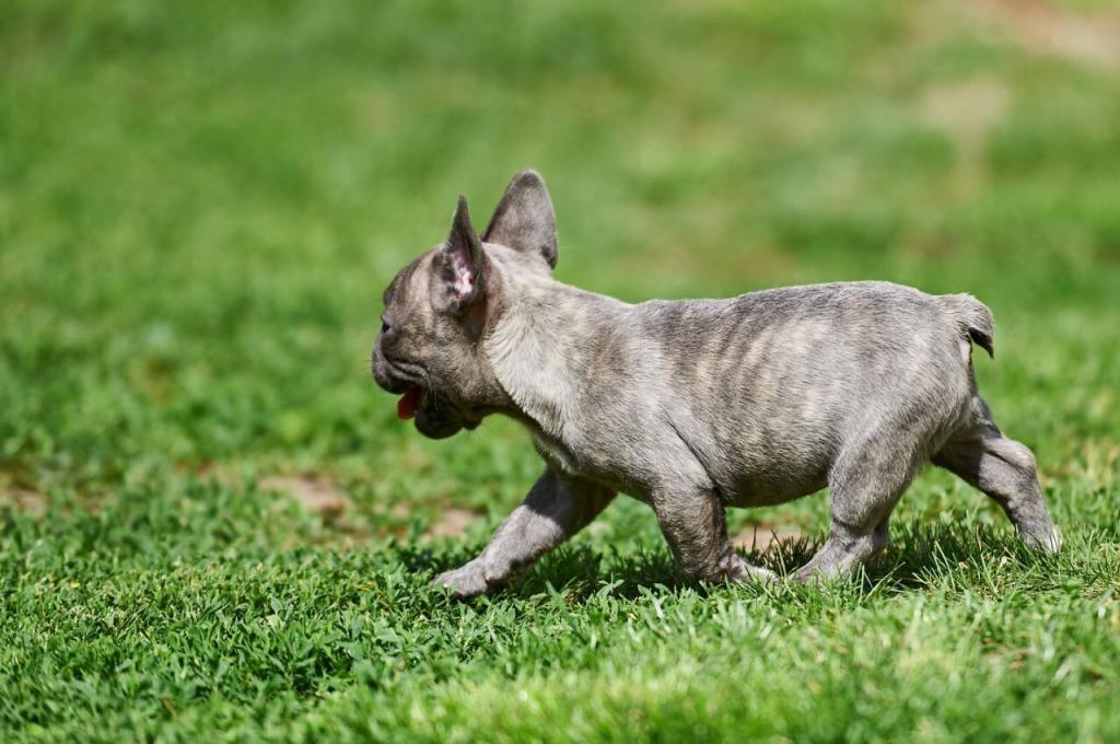 Francuski-buldog-štenci