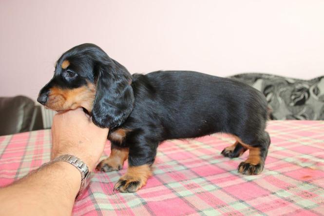 Prekrasna Rottweiler Pup za prodaju