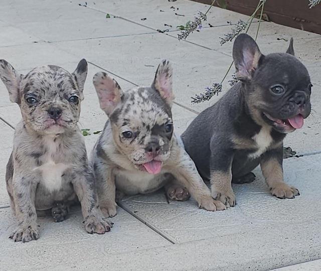 FRANCUSKI-BULDOG---egzotičnih-boja