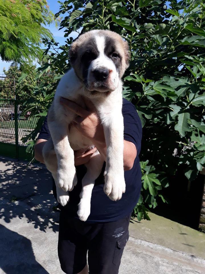 Srednjeazijski-ovčar-štenci