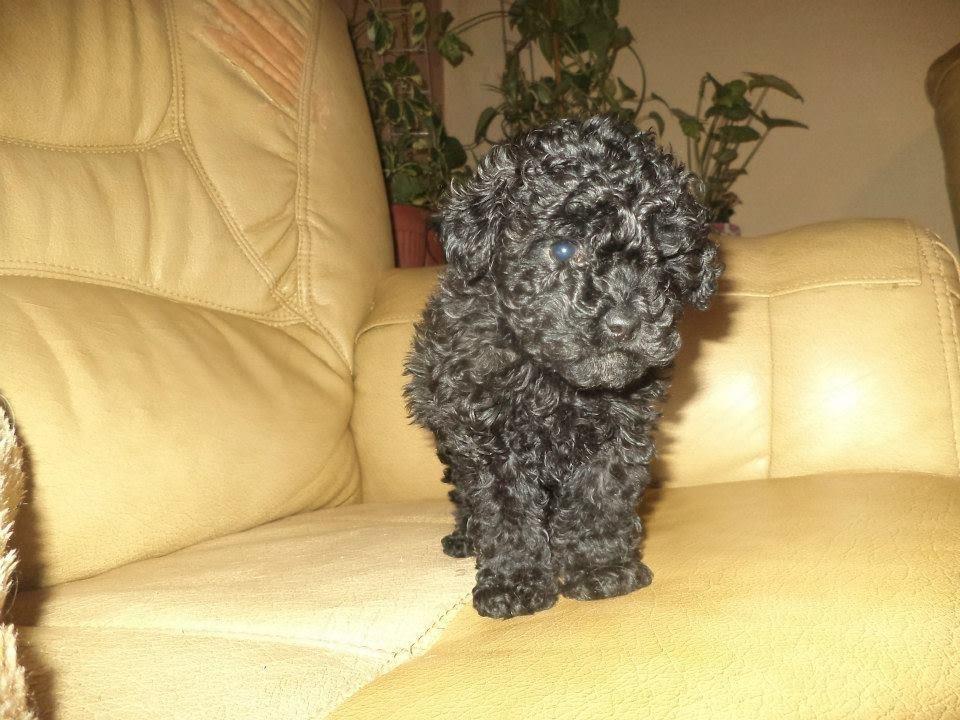 Francuske-TOY-i-patuljaste-PUDLE