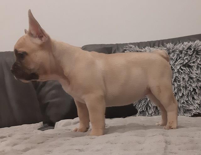 Francuski buldog stenci