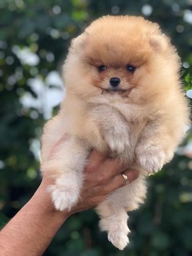 Pomeranac, Boo štenci