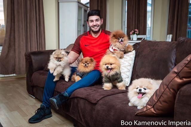 Pomeranac-Boo-medvedic