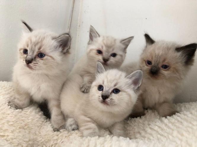 Lijepi Ragdoll mačići