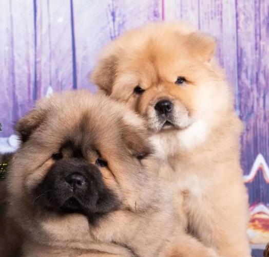 Chow chow i Vajmarski pticar stenci