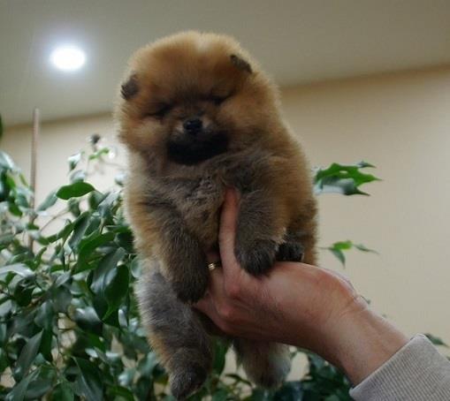 Pomeranski špic,Pomeranian,Boo štenci 