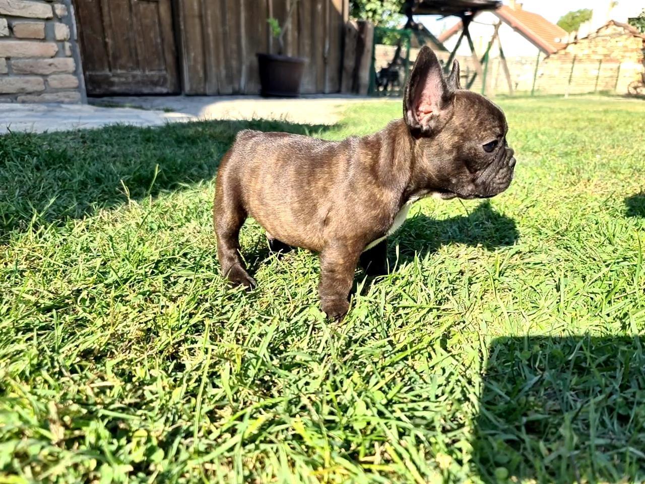 Francuski-buldog--M--10-nedelja
