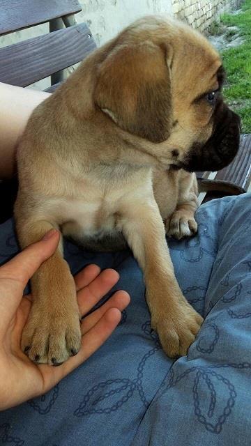 Cane-corso-štenci