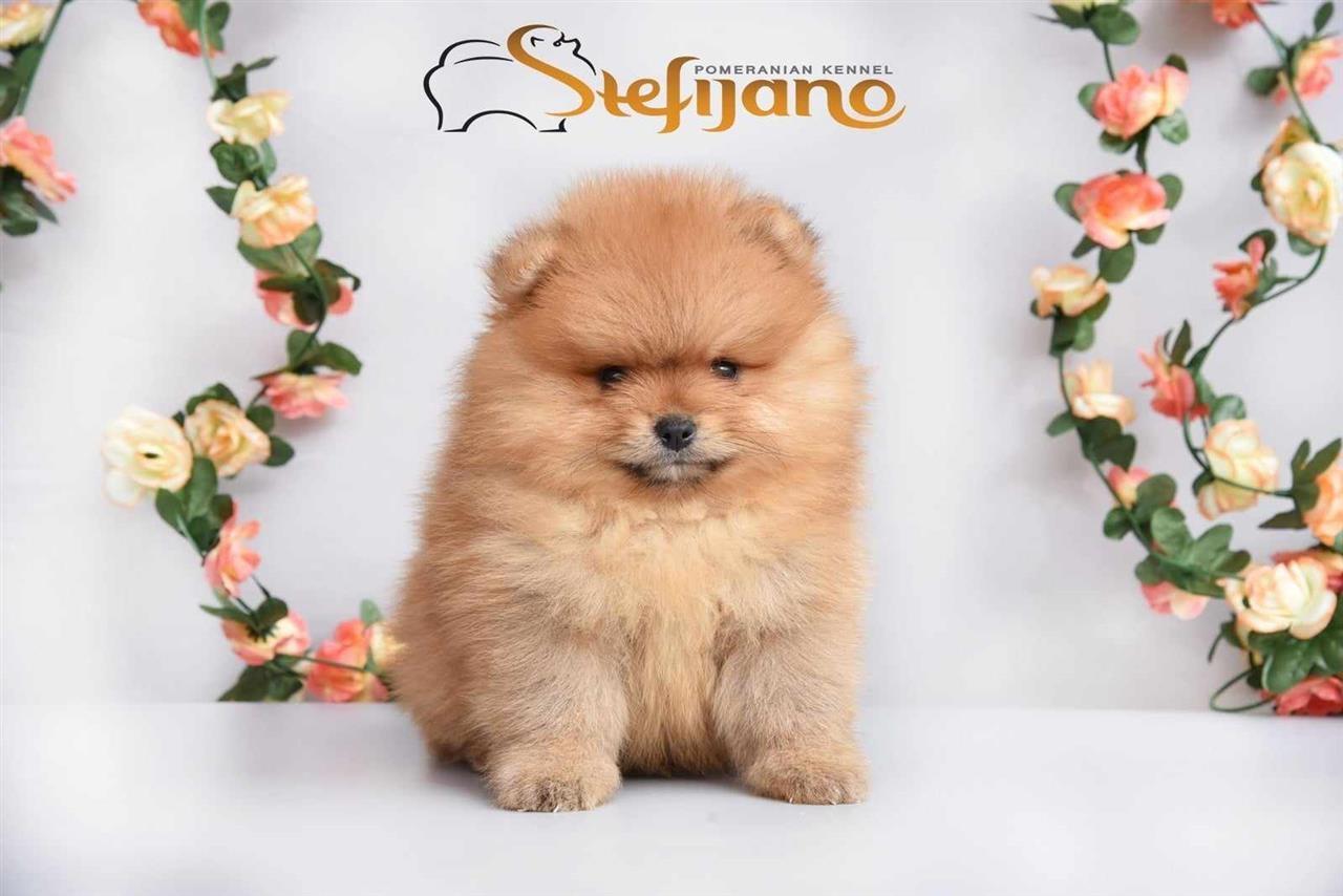 Pomeranac--pomeranian-