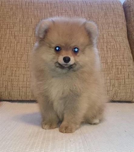 Pomeranski spic 