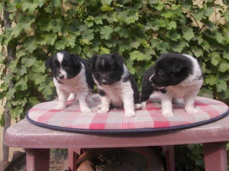 Border-collie-štenci-