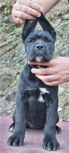 Cane Corso Štenci