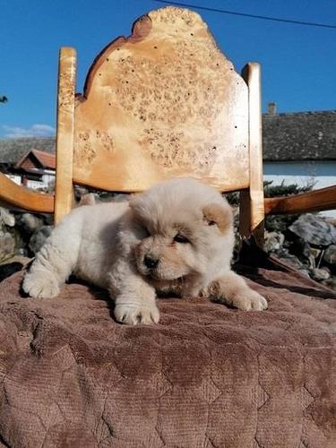 Chow chow cau cau stenad