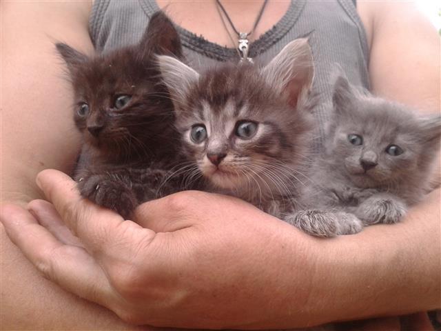 Maine coon