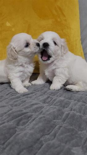 Maltezer 