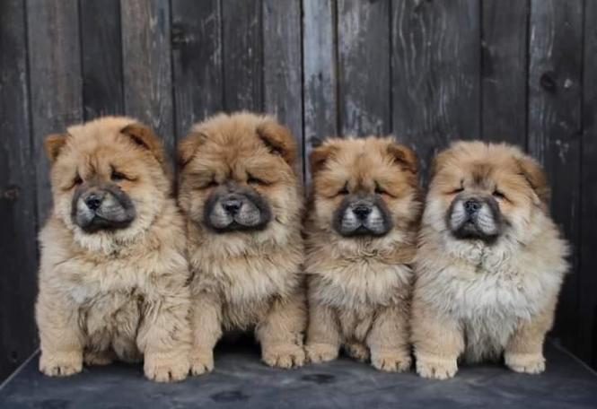 Čau-Čau, Chow-Chow