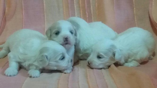 Coton de Tulear-Tulearski pas