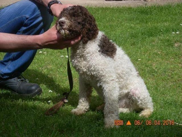 Lagotto Romagnolo 