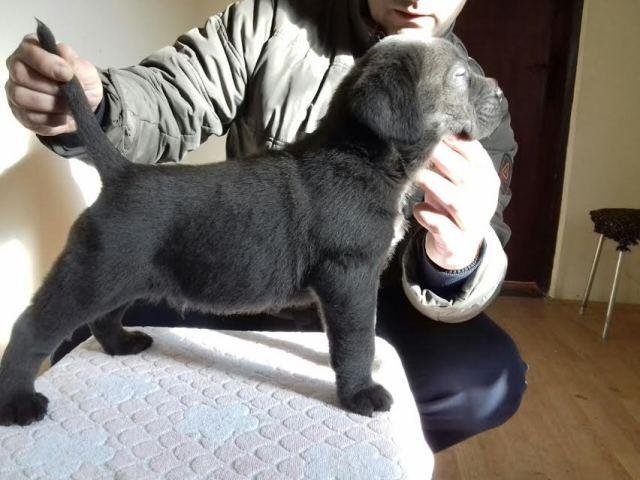 CANE-CORSO-sivi-i-crni-štenci-šampionskog-porekla