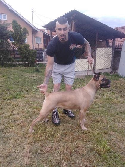 Cane-Corso-zenka