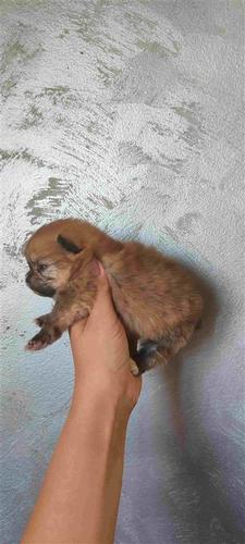Pomeranac BOO stene
