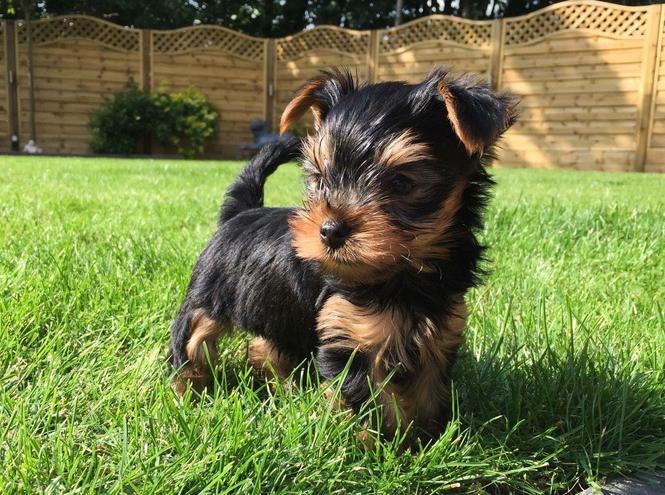 Imamo prekrasne mini yorkshire terijere