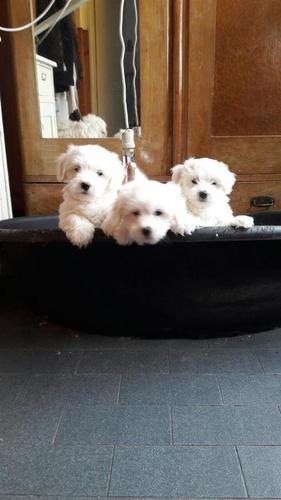 Coton de Tulear  - Tulearski pas