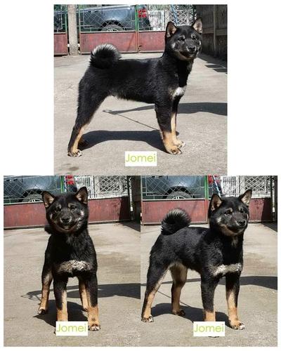 Shiba Inu štenci na prodaju