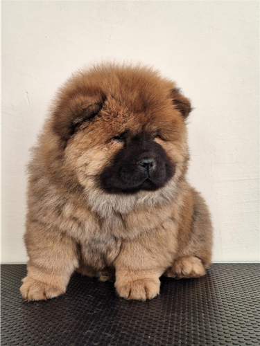 Chow Chow bebe spremne za novi dom