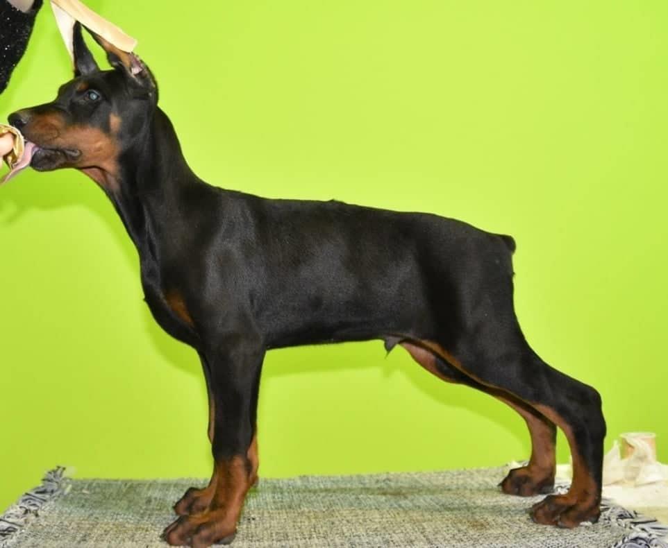 Doberman-štenci
